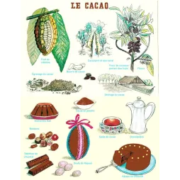 Illustration pédagogique vintage Le Cacao plante chocolat – Planche scolaire XXe