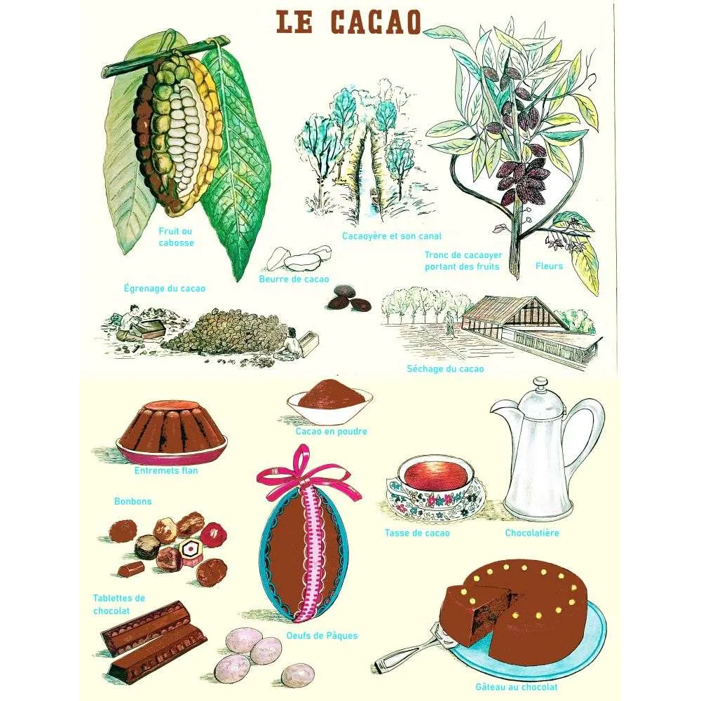 Illustration pédagogique vintage Le Cacao plante chocolat – Planche scolaire XXe Illustration pédagogique vintage Le Cacao plante chocolat – Planche scolaire XXe