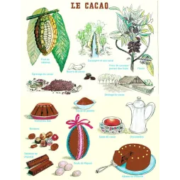 Le cacao – De la cabosse au chocolat