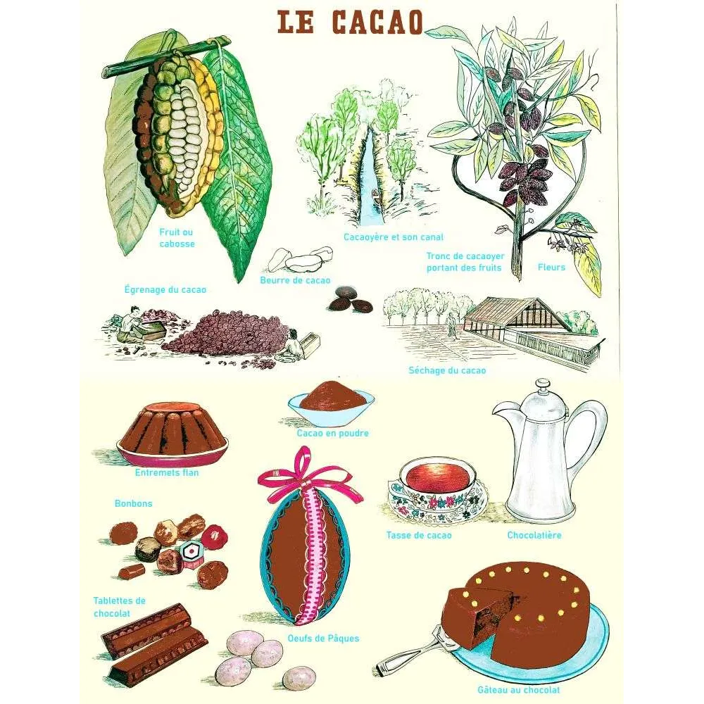 Le cacao – De la cabosse au chocolat Le cacao – De la cabosse au chocolat