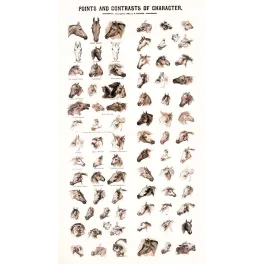 Planche étude têtes chevaux caractère Magner 1883 équitation | Cadeau-Souvenir