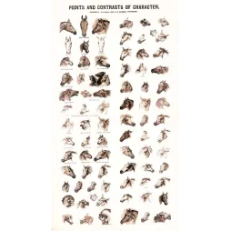 Planche étude têtes chevaux caractère Magner 1883 équitation | Cadeau-Souvenir