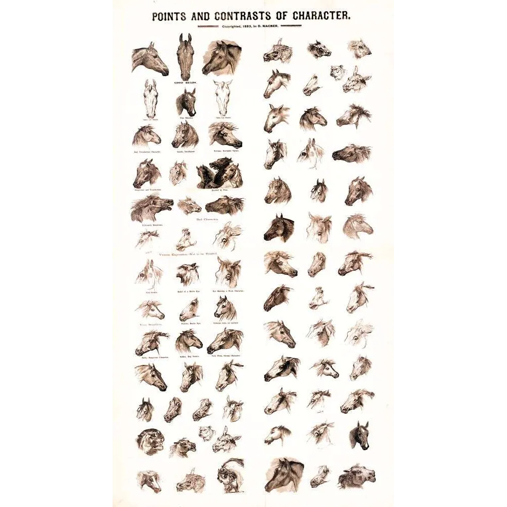 Planche étude têtes chevaux caractère Magner 1883 équitation | Cadeau-Souvenir Planche étude têtes chevaux caractère Magner 1883 équitation | Cadeau-Souvenir
