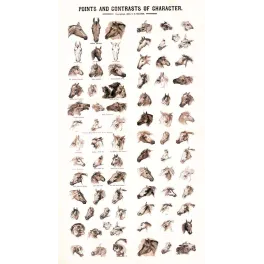Planche Chevaux Points and Contrasts of Character 1883 – Fac-similé de document ancien