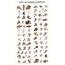 Planche Chevaux Points and Contrasts of Character 1883 – Fac-similé de document ancien