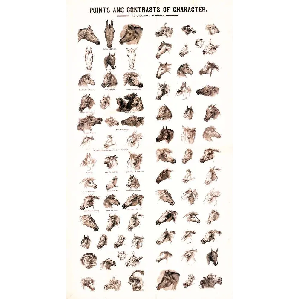 Planche Chevaux Points and Contrasts of Character 1883 – Fac-similé de document ancien Planche Chevaux Points and Contrasts of Character 1883 – Fac-similé de document ancien