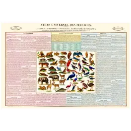 Atlas Mammifères et Oiseaux XIXe – Planche Encyclopédique Sciences Naturelles