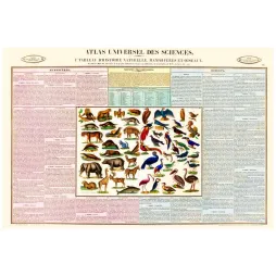 Atlas Mammifères et Oiseaux XIXe – Planche Encyclopédique Sciences Naturelles