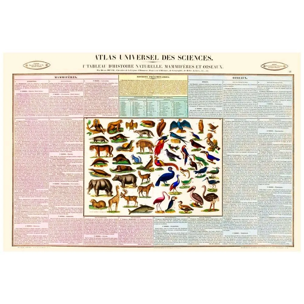 Atlas Mammifères et Oiseaux XIXe – Planche Encyclopédique Sciences Naturelles Atlas Mammifères et Oiseaux XIXe – Planche Encyclopédique Sciences Naturelles
