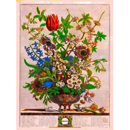 February – Calendrier avec illustration botanique Casteels Fletcher Furber XVIIIe siècle fleurs février