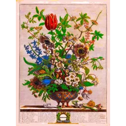 February – Calendrier avec illustration botanique Casteels Fletcher Furber XVIIIe siècle fleurs février