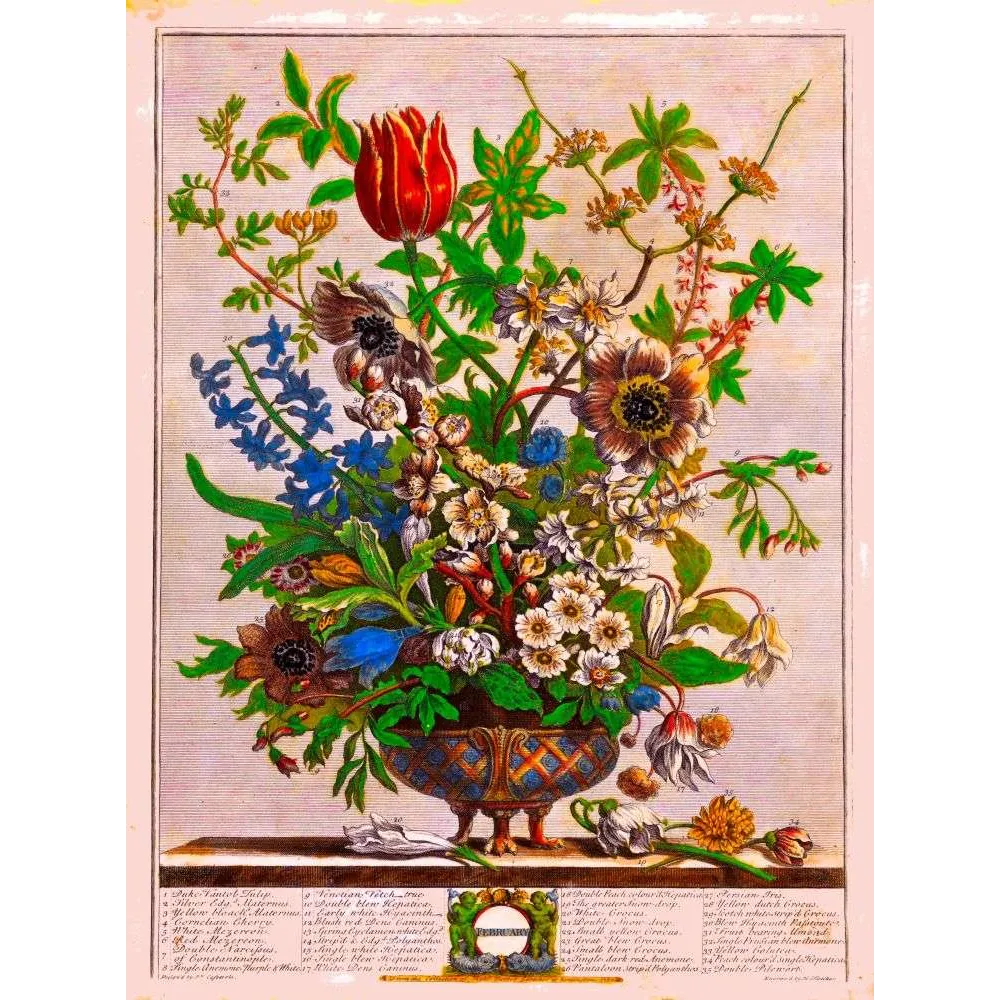 February – Calendrier avec illustration botanique Casteels Fletcher Furber XVIIIe siècle fleurs février