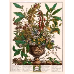 January – Calendrier avec illustration botanique Casteels Fletcher Furber XVIIIe siècle fleurs janvier
