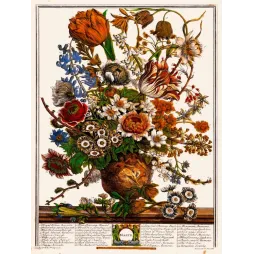 Bouquet de mars – Planche botanique illustrée