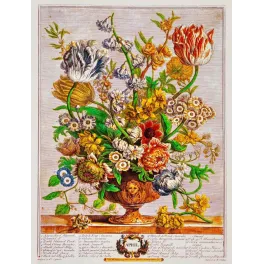 Gravure botanique bouquet avril Barton Gardens Birmingham tulipes panachées jacinthes narcisses coupe faïence XVIIIe