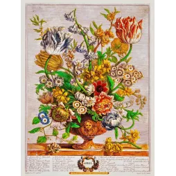 Gravure botanique bouquet avril Barton Gardens Birmingham tulipes panachées jacinthes narcisses coupe faïence XVIIIe