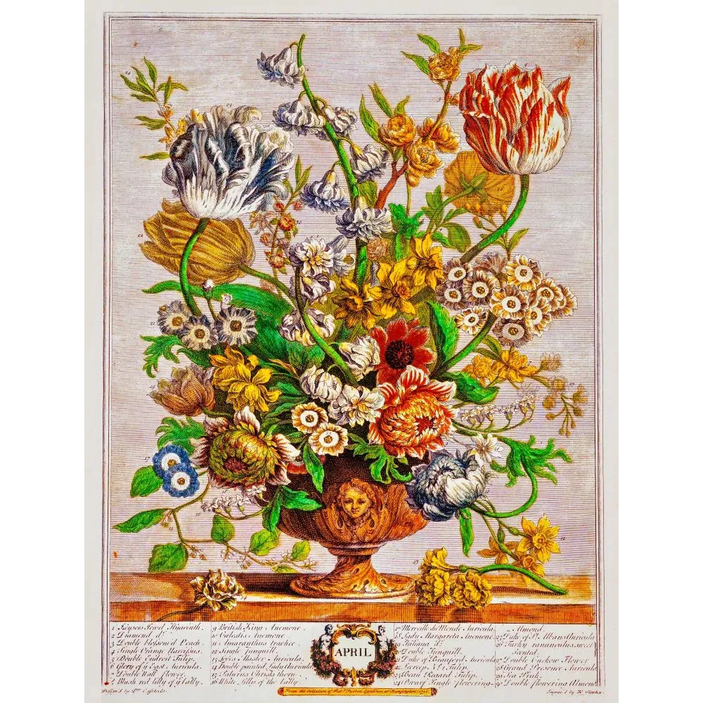 Gravure botanique bouquet avril Barton Gardens Birmingham tulipes panachées jacinthes narcisses coupe faïence XVIIIe
