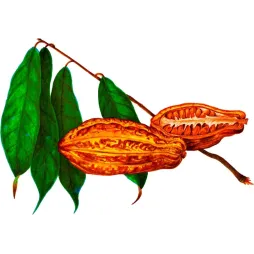 Illustration botanique cabosse cacao fèves coupe feuilles orangées vertes chromolithographie XIXe