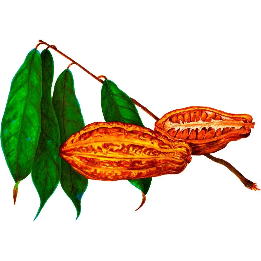 Illustration botanique cabosse cacao fèves coupe feuilles orangées vertes chromolithographie XIXe Illustration botanique cabosse cacao fèves coupe feuilles orangées vertes chromolithographie XIXe