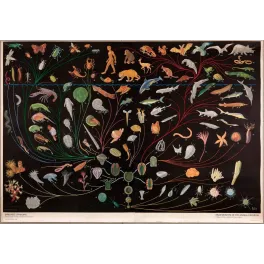 Affiche scolaire Dyrelivets Utvikling règne animal Borgny Bay 1937 Oslo arbre évolution zoologie fond noir