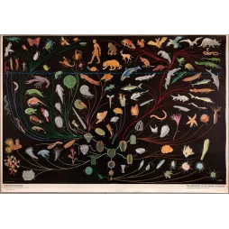 Affiche scolaire Dyrelivets Utvikling règne animal Borgny Bay 1937 Oslo arbre évolution zoologie fond noir