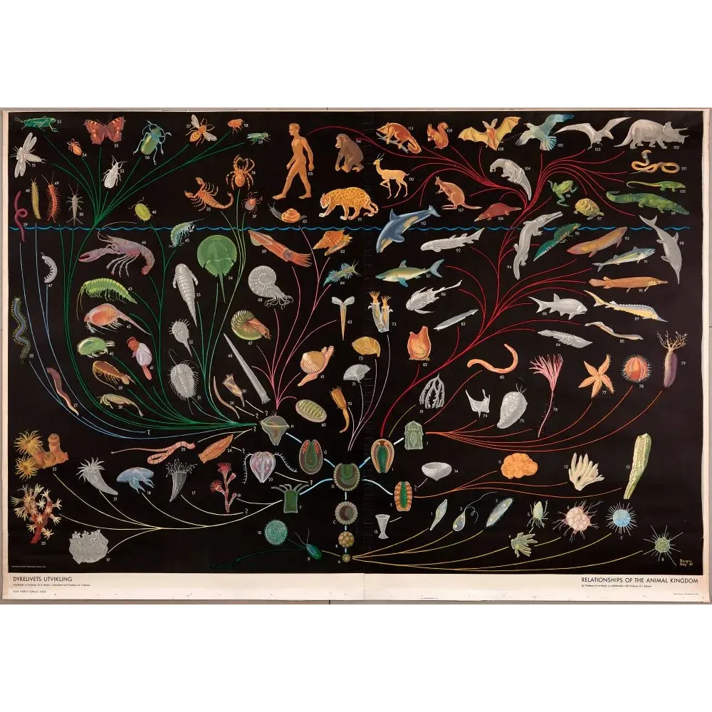 Affiche scolaire Dyrelivets Utvikling règne animal Borgny Bay 1937 Oslo arbre évolution zoologie fond noir