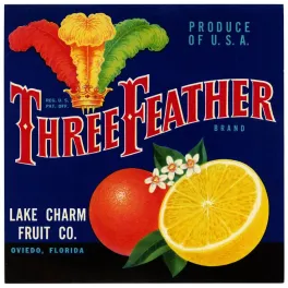 Three Feather Brand Oranges Floride Oviedo - Publicité vintage